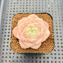 Echeveria 'Late Summer' 2" Succulent Plant Cutting