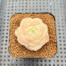 Echeveria 'Late Summer' 2" Succulent Plant Cutting