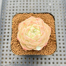 Echeveria 'Late Summer' 2" Succulent Plant Cutting