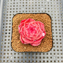 Echeveria 'Enchantress' 2" Succulent Plant Cutting