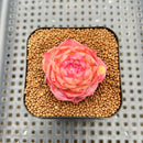 Echeveria 'Enchantress' 2" Succulent Plant Cutting