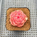 Echeveria 'Enchantress' 2" Succulent Plant Cutting