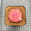 Echeveria 'Enchantress' 2" Succulent Plant Cutting