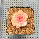 Echeveria 'Spring Dawn' 1" Succulent Plant Cutting