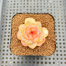 Echeveria 'Spring Dawn' 1" Succulent Plant Cutting