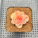 Echeveria 'Spring Dawn' 1" Succulent Plant Cutting