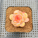 Echeveria 'Spring Dawn' 1" Succulent Plant Cutting