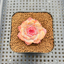 Echeveria 'Spring Dawn' 1" Succulent Plant Cutting