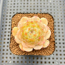 Echeveria 'White Lover' 2"-3" Succulent Plant Cutting