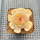 Echeveria 'White Lover' 2"-3" Succulent Plant Cutting