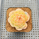 Echeveria 'White Lover' 2"-3" Succulent Plant Cutting