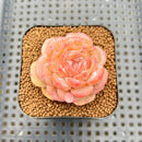 Echeveria 'White Lover' 2"-3" Succulent Plant Cutting