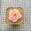 Echeveria 'Caichen' 1" Succulent Plant Cutting