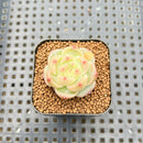 Echeveria 'Caichen' 1" Succulent Plant Cutting