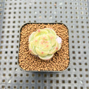 Echeveria 'Caichen' 1" Succulent Plant Cutting