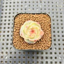 Echeveria 'Caichen' 1" Succulent Plant Cutting