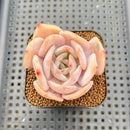 Echeveria 'Chirping Rain' 2" Succulent Plant Cutting