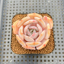 Echeveria 'Chirping Rain' 2" Succulent Plant Cutting