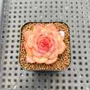 Echeveria 'Apparition' 1" Succulent Plant Cutting