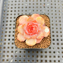 Echeveria 'Apparition' 1" Succulent Plant Cutting