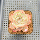 Echeveria 'Lychee Powder' 2" Succulent Plant Cutting