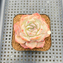 Echeveria 'Lychee Powder' 2" Succulent Plant Cutting