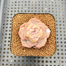 Echeveria 'Lychee Powder' 2" Succulent Plant Cutting