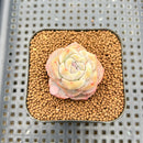Echeveria 'Lychee Powder' 2" Succulent Plant Cutting