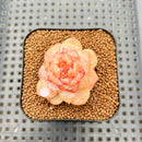 Echeveria 'Winter Plum' 1" Succulent Plant Cutting