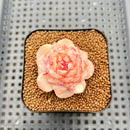 Echeveria 'Winter Plum' 1" Succulent Plant Cutting