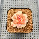 Echeveria 'Winter Plum' 1" Succulent Plant Cutting