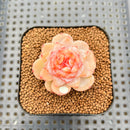 Echeveria 'Winter Plum' 1" Succulent Plant Cutting