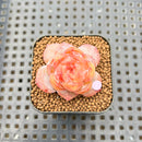 Echeveria 'Rose Dew' 1" Succulent Plant Cutting