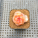 Echeveria 'Rose Dew' 1" Succulent Plant Cutting