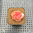 Echeveria 'Rose Dew' 1" Succulent Plant Cutting