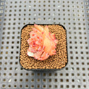 Echeveria 'Graceful Ripple' 1" Succulent Plant Cutting