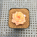 Echeveria 'Graceful Ripple' 1" Succulent Plant Cutting