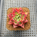 Echeveria 'Villa Rosa' 2" Succulent Plant Cutting