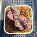 Echeveria Setosa Var. Deminuta Crested 2"-3" Succulent Plant Cutting
