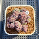Echeveria Setosa Var. Deminuta Crested 2"-3" Succulent Plant Cutting