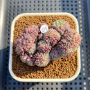 Echeveria Setosa Var. Deminuta Crested 2"-3" Succulent Plant Cutting