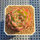 Echeveria 'Secret Story' 2" Succulent Plant Cutting