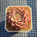 Echeveria 'Z Flat' 2" Succulent Plant Cutting