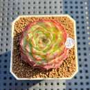 Echeveria 'Queen Pong Pong' 2" Succulent Plant Cutting
