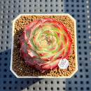 Echeveria 'Queen Pong Pong' 2" Succulent Plant Cutting