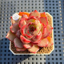 Echeveria 'Appleia' 2" New Hybrid Succulent Plant Cutting
