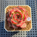 Echeveria 'Appleia' 2" New Hybrid Succulent Plant Cutting