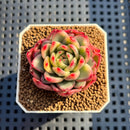 Echeveria 'Royal Chanel' Variegated 2" Succulent Plant Cutting