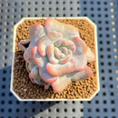 Echeveria 'Heart Song' 2"-3" Succulent Plant Cutting