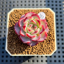 Echeveria 'Fairy King' 1" Succulent Plant Cutting